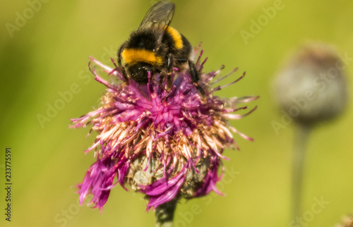 Macro of bumblebee on flower © Martin Erdniss