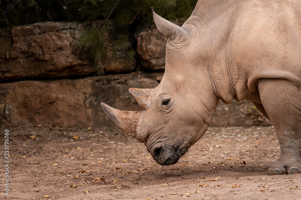 nashorn im zoo an einer steinmauer nashorn im zoo an einer steinmauer
