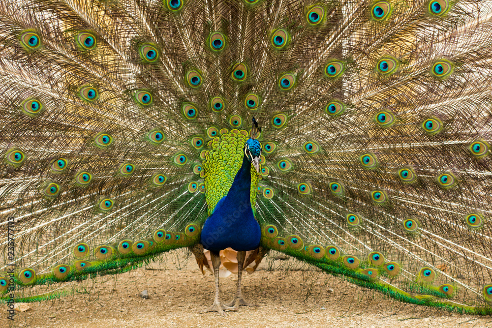 Naklejka premium portrait of beautiful peacock in the park