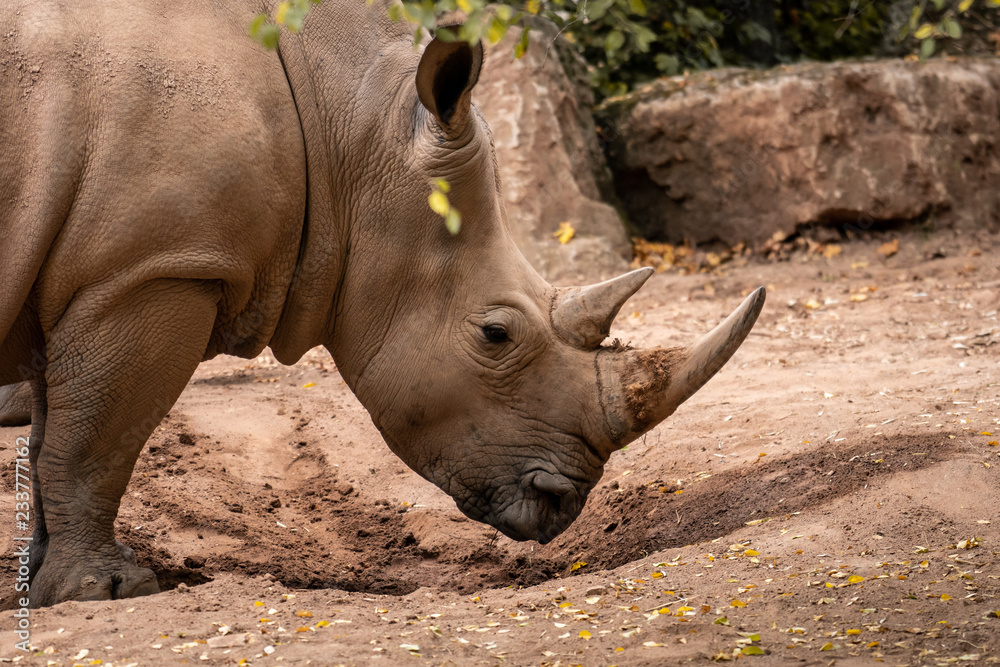 nashorn im zoo an einer steinmauer nashorn im zoo an einer steinmauer