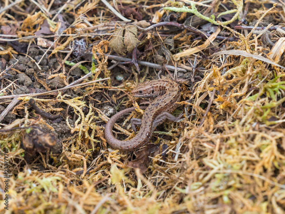 Common lizard (Lacerta Zootoca vivipara) basking Common lizard (Lacerta Zootoca vivipara) basking