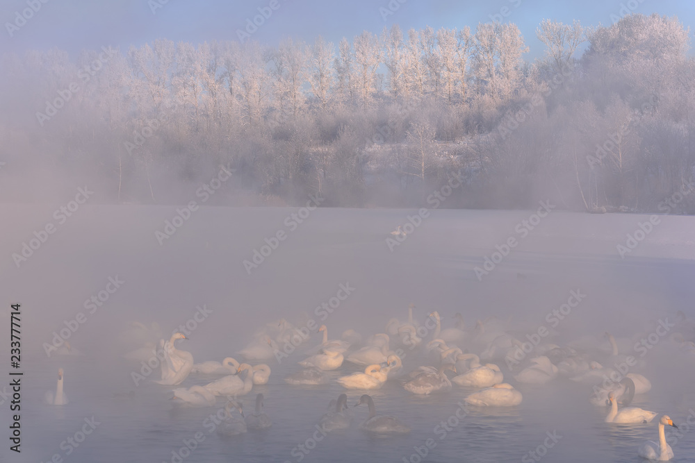 Fototapeta premium lake swans fog trees hoarfrost