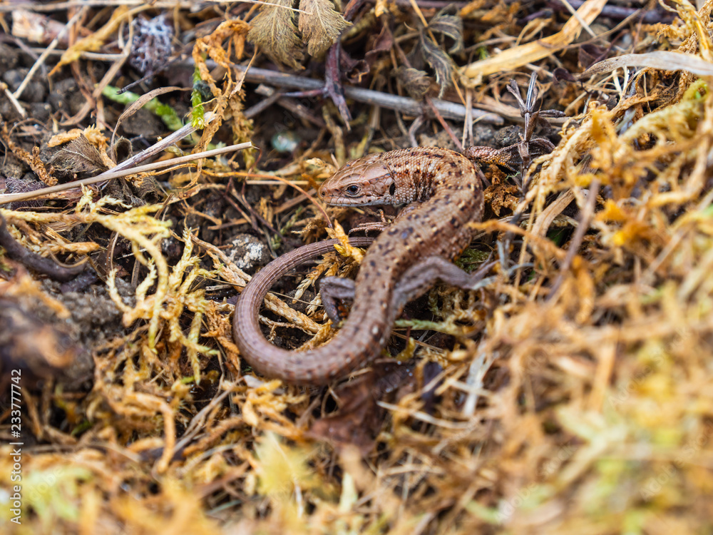 Fototapeta premium Common lizard (Lacerta Zootoca vivipara) basking