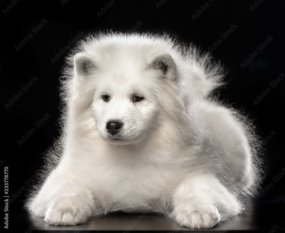 Samoyed dog on Isolated Black Background in studio