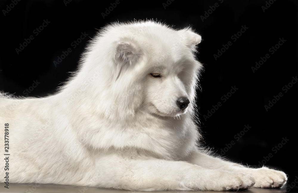 Samoyed dog on Isolated Black Background in studio