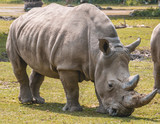 Rhinoceros feeding grass