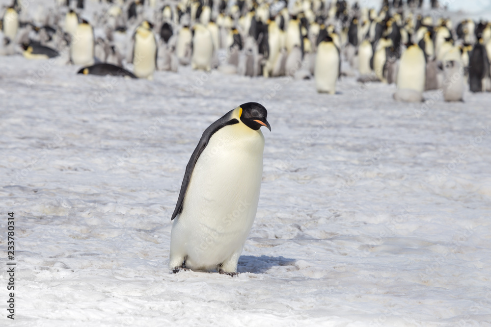 Obraz premium Emperor penguin in antarctica
