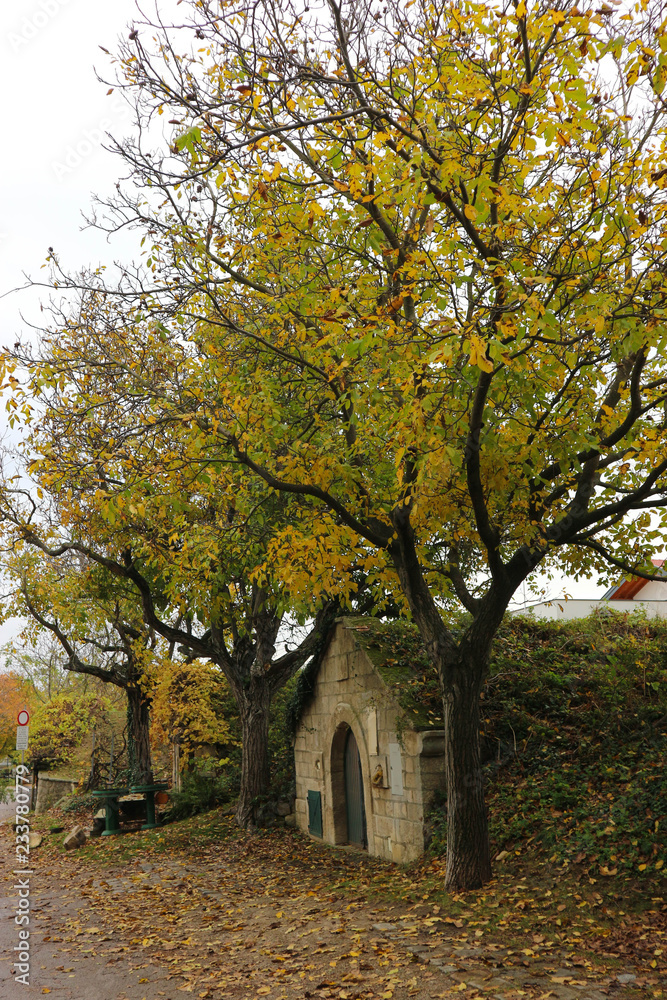 Old wine cellar under the autumn tree, Austria