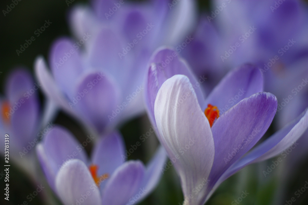 Indistinct flower forms of large blue crocuses create a tenderness picture. Indistinct flower forms of large blue crocuses create a tenderness picture.