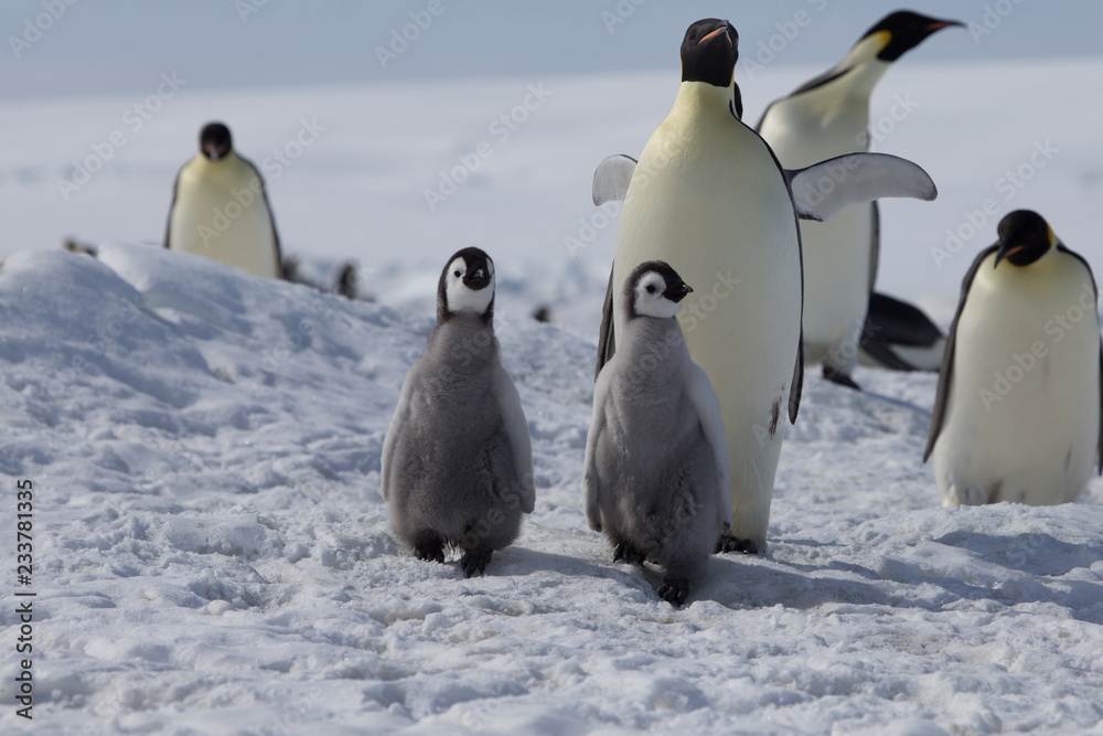 Obraz premium Emperor penguin chicks in antarctica
