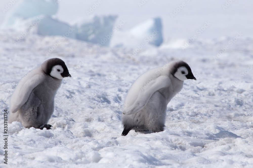 Fototapeta premium Emperor penguin chicks in antarctica