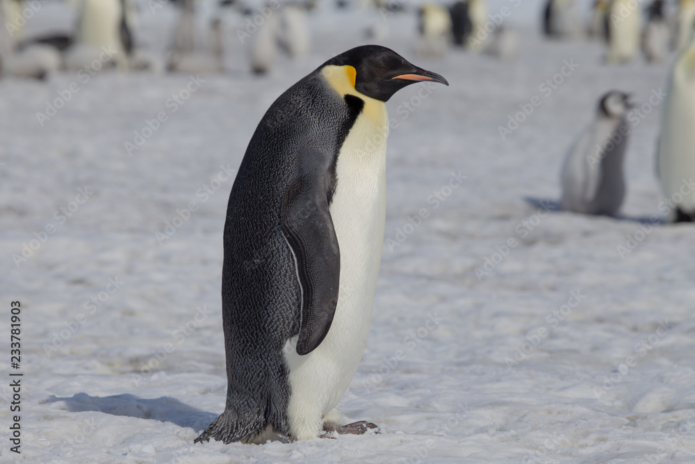 Fototapeta premium Emperor penguin in antarctica