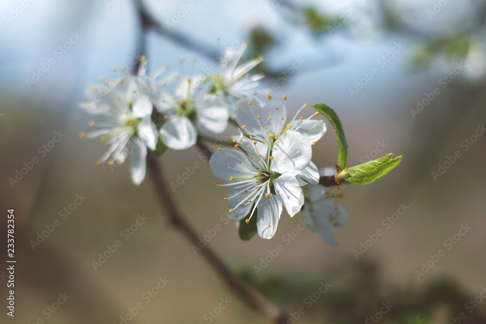 Obraz premium spring flower