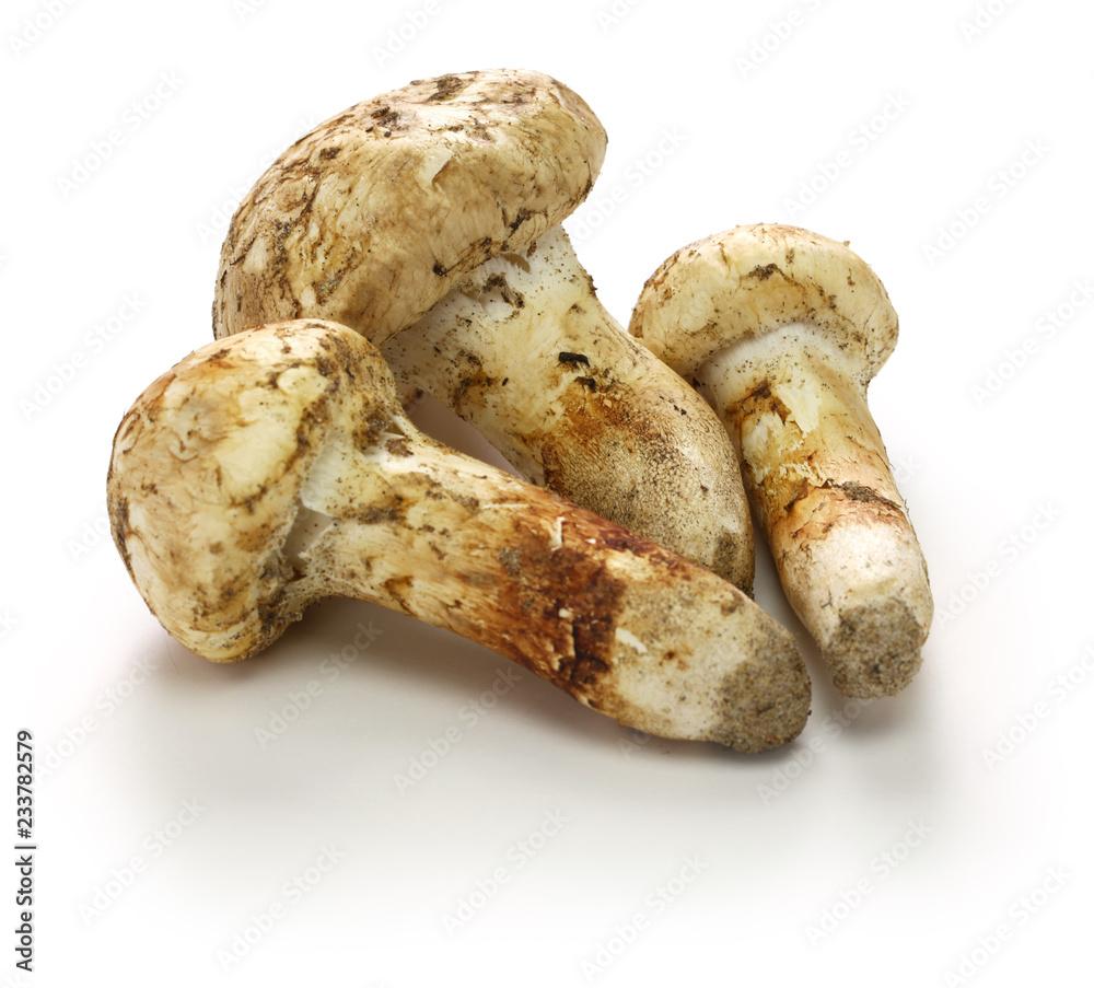 matsutake mushroom isolated on white background matsutake mushroom isolated on white background