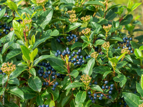 Viburnum tinus - Le Laurier-tin, viorne tin ou laurentin un petit arbuste de haies et d'ornement des jardins, aux petites baies noir, bleuâtre et aux petites fleurs blanches et rosée. photo