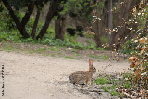 walking hare