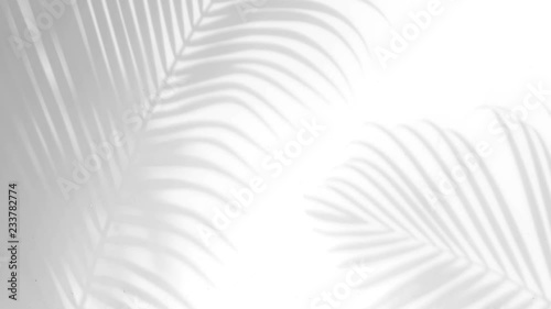 closeup the motion of shadow palm leaves on a white wall background.