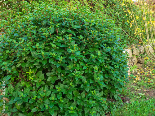 Viburnum tinus - Le Laurier-tin, viorne tin ou laurentin un petit arbuste de haies et d'ornement des jardins, aux petites baies noir, bleuâtre et aux petites fleurs blanches et rosée. photo