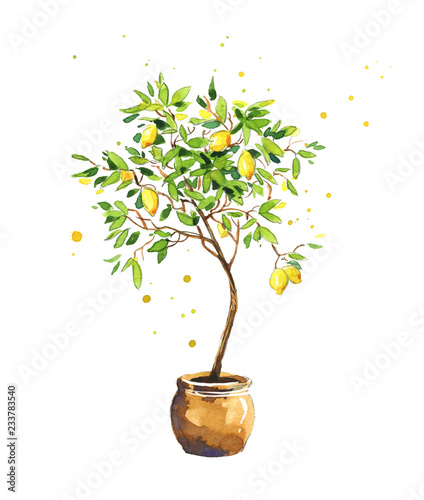 Lemon tree, watercolor sketch