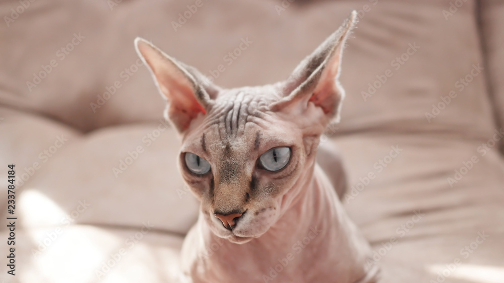 Cat of the Sphynx breed in domestic rubbish.