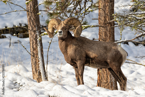 фотографія Bighorn Ram in the Snow (with grass)
