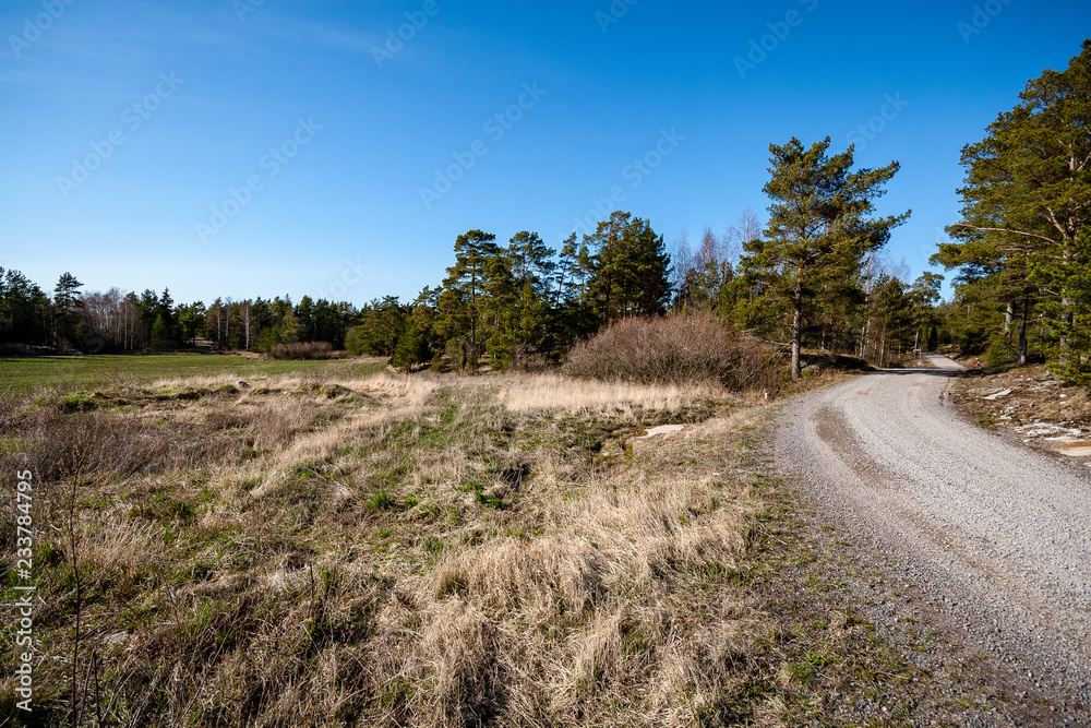 Fototapeta premium rocky coastline in Finland with few pine trees