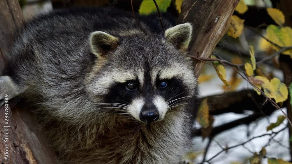 Raccoon (Procyon lotor) and autumn leaves in background. Also known as the North American raccoon. Raccoon (Procyon lotor) and autumn leaves in background. Also known as the North American raccoon.
