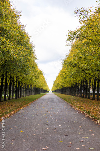 Autumn alley