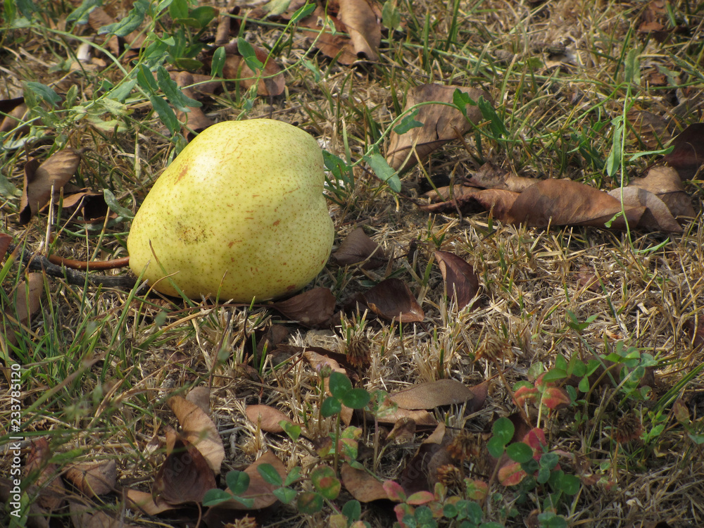 Over ripened yellow pear fall naturally from the tree . Pear tree dropping fruit Over ripened yellow pear fall naturally from the tree . Pear tree dropping fruit