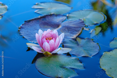 Obraz w ramie Lotus Flower