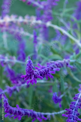 Plakat w ramie Lavender