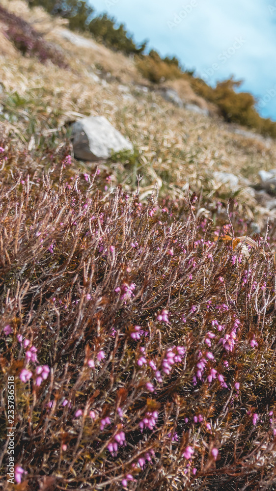 Smartphone HD wallpaper of flowers on the Hochfelln summit Smartphone HD wallpaper of flowers on the Hochfelln summit