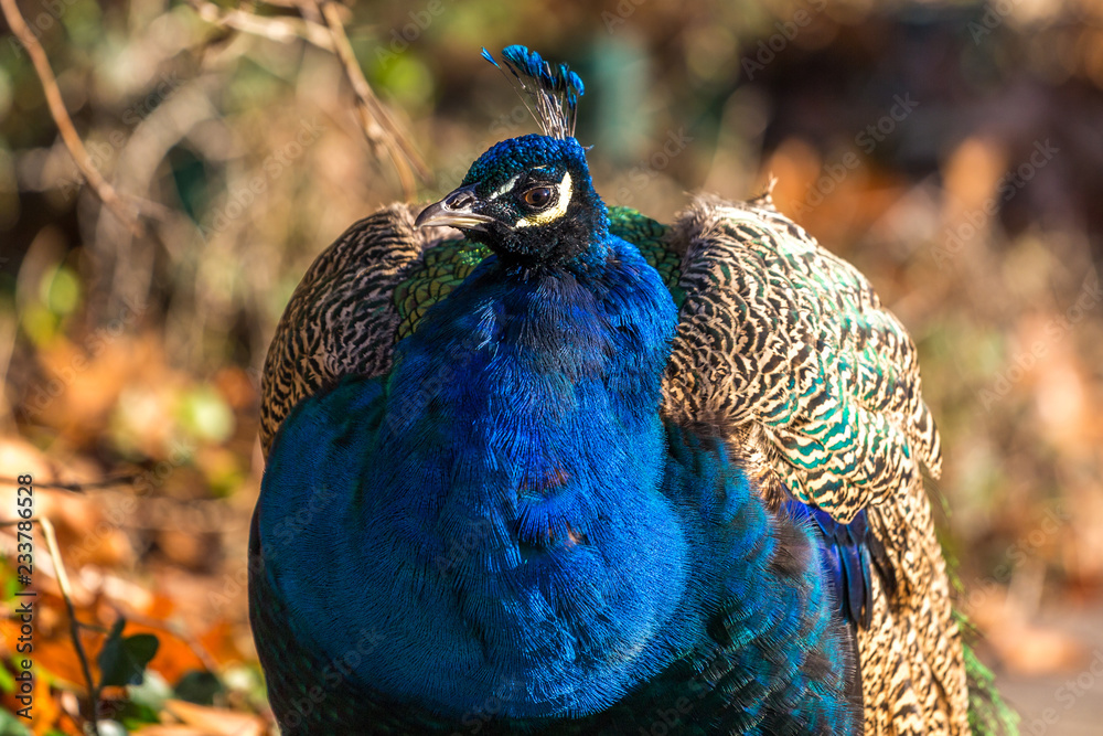 Fototapeta premium Pfau