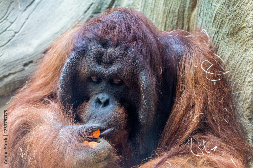 Fototapeta premium orangutan