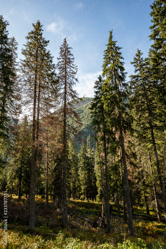 cloudy and misty Slovakian Western Carpathian Tatra Mountain skyline covered with forests and trees
