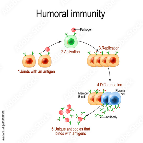 humoral immunity