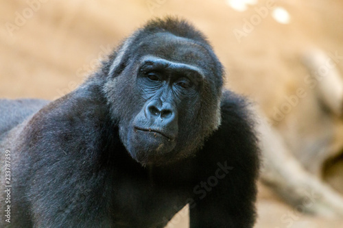 Gorilla © Angelika Bentin