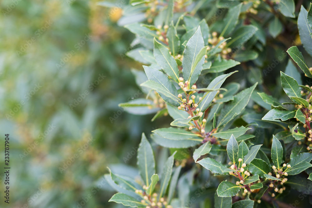 Bay tree growing in autumn garden, nature beackground with copyspace. Aromatic condiment. Spice. Bay tree growing in autumn garden, nature beackground with copyspace. Aromatic condiment. Spice.