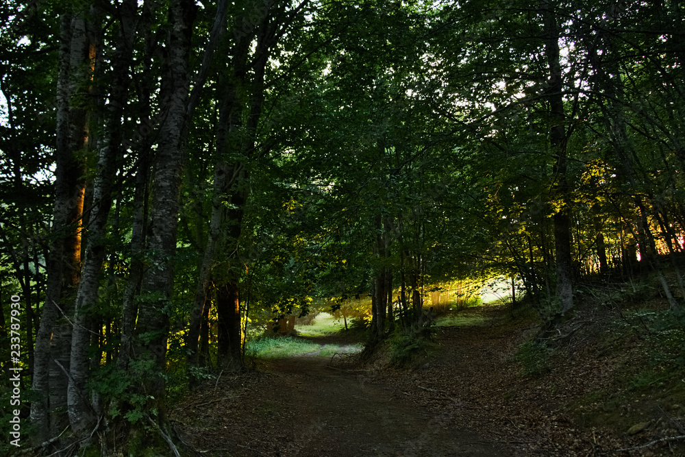 Hiking in Sila National Park at sunset with light rays passing through pine trees Hiking in Sila National Park at sunset with light rays passing through pine trees