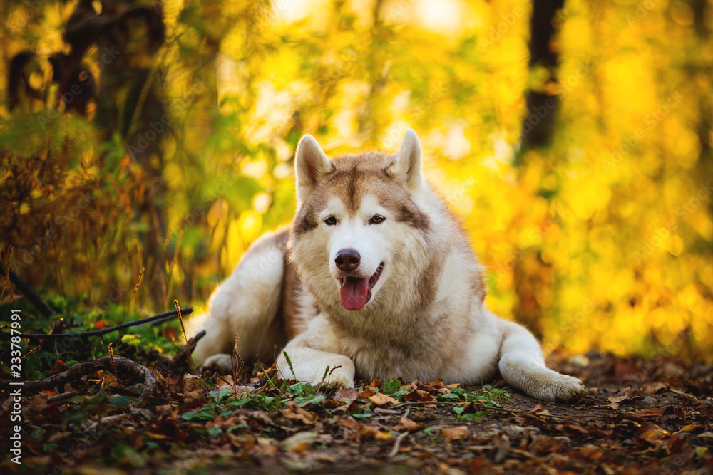 Portrait of gorgeous and free beige siberian Husky dog lying in the bright fall forest and looking to the camera