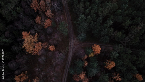 trees forest autumn gloomily nature plants gloomy photo