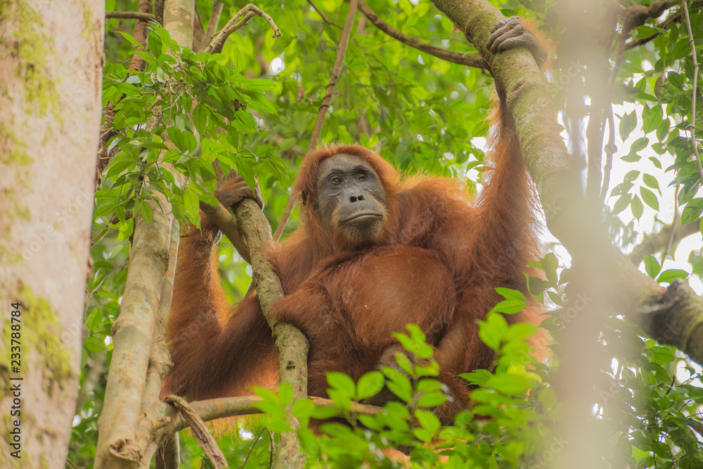 Obraz premium Orang Utan im Baum auf Sumatra
