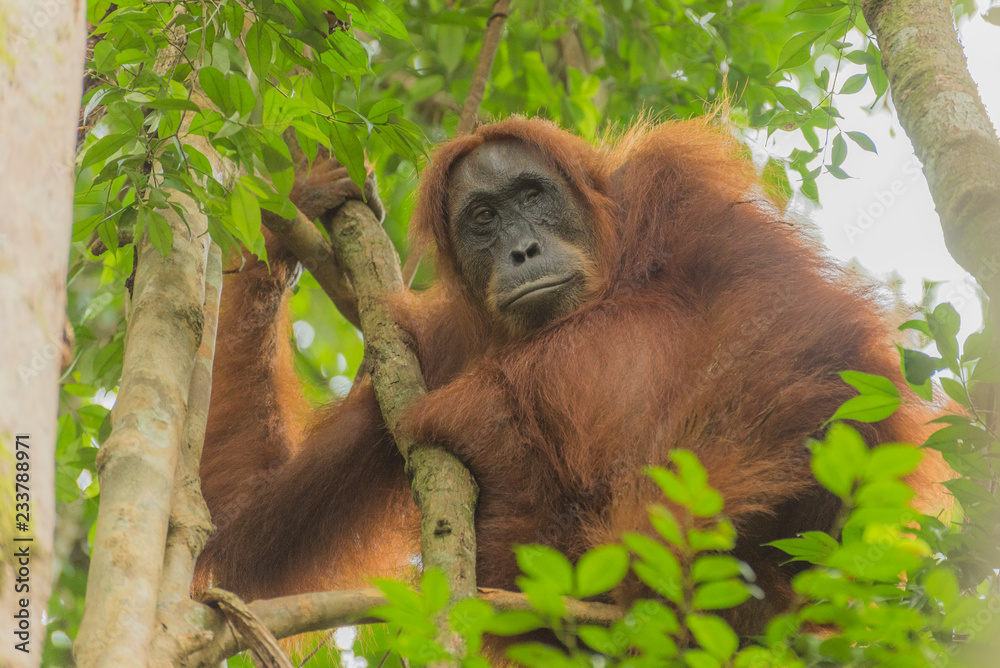 Fototapeta premium Orang Utan im Baum auf Sumatra