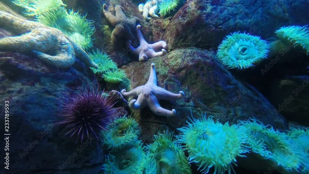 starfish moving in the ocean