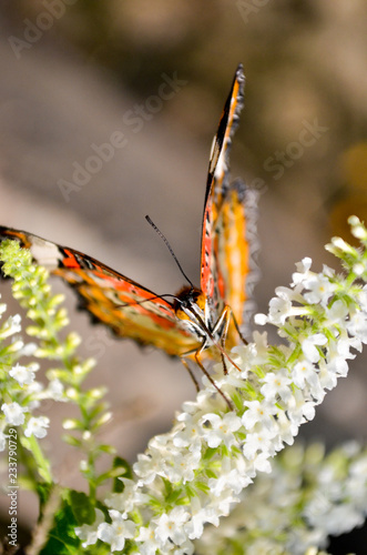 butterfly2 photo