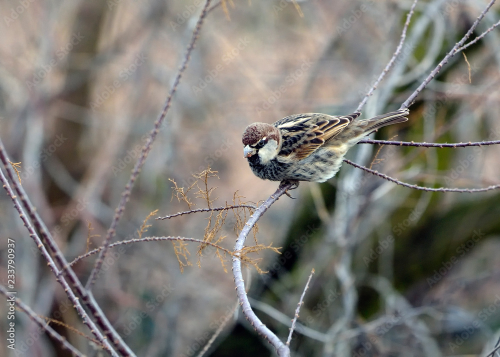 Spanish Sparrow (Passer hispaniolensis), Greece