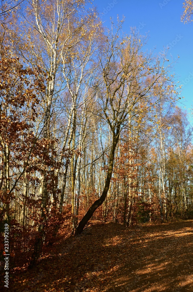 Fototapeta premium Sonniger Novembertag im Herbstwald - Baum schief gewachsen am Weg