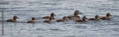 Tableau sur toile Family of Eider ducks.