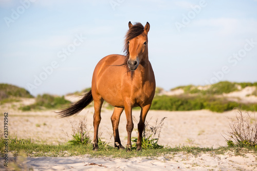 A wild pony  Equus caballus  at Assateague Island National Seashore  Maryland