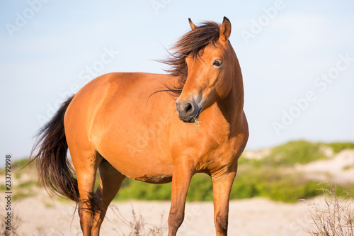 Fototapeta Naklejka Na Ścianę i Meble -  A wild pony (Equus caballus) at Assateague Island National Seashore, Maryland